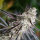 Humboldt Seeds Peanut Butter Breath Fast Flowering | Fem | 5er