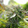 Humboldt Seeds Pineapple Chem | Auto | 10er