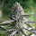 Humboldt Seeds Runtz Fast Flowering | Fem | 10er