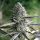 Humboldt Seeds Runtz Fast Flowering | Fem | 5er
