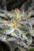 Humboldt Seeds Sapphire OG | Fem | 10er