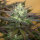 Humboldt Seeds Sapphire OG | Fem | 10er