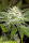 Humboldt Seeds Sapphire OG | Fem | 10er