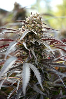 Humboldt Seeds White Runtz Fast Flowering | Fem | 5er