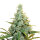 Royal Queen AMG | Fem | 10er