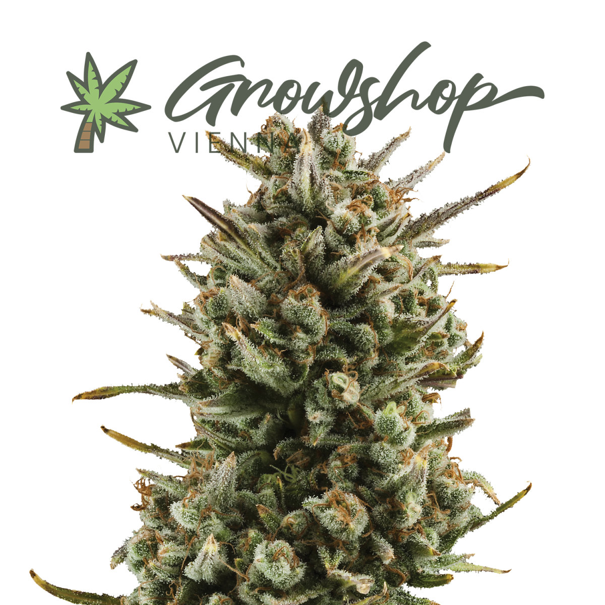 was kann ich mit brennesseljauche dngen GreenPanda - 100% biologisch - Brennnesseljauche/Brennnessel Sud