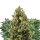 Royal Queen Autoflowering Mix | 3 Seeds