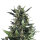 Royal Queen Blue Cheese | Auto | 10er