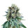 Royal Queen Bubble Kush | Auto | 5er