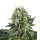 Royal Queen Bubble Kush | Fem | 10er