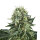Royal Queen Bubble Kush | Fem | 5er