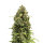 Royal Queen Diesel | Auto | 10er