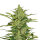 Royal Queen Fast Eddy CBD | Auto | 10er
