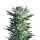 Royal Queen Fruit Spirit | Fem | 3er