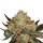 Royal Queen HulkBerry | Fem | 5er