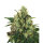 Royal Queen Medical Mass | Fem | 5er