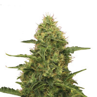 Royal Queen Northern Light | Fem | 3er