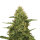 Royal Queen Northern Light | Fem | 5er