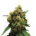 Royal Queen Painkiller XL | Fem | 10er