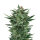 Royal Queen Quick One | Auto | 10er