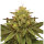 Royal Queen Royal Domina | Fem | 5er