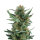 Royal Queen Royal Dwarf | Auto | 10er