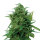 Royal Queen Solomatic CBD | Auto | 3er