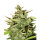 Royal Queen Stress Killer CBD | Auto | 10er