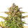 Royal Queen Sweet ZZ | Auto | 3er