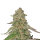 Royal Queen Sweet ZZ | Ex Zkittlez | Fem | 5er