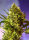Sweet Seeds Big Devil#2 | Auto | 5er