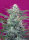 Sweet Seeds Big Foot | Fem | 3er