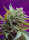 Sweet Seeds Black Jack | Auto | 5er
