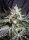 Sweet Seeds Black Jack | Fem | 3er