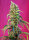 Sweet Seeds Black Jack CBD | Fem | 5er