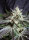 Sweet Seeds Black Jack F1 Fast Version | Fem | 5er