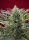 Sweet Seeds Cream 47 | Fem | 3er