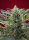 Sweet Seeds Cream 47 | Fem | 5er