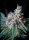 Sweet Seeds Cream Caramel F1 Fast Version | Fem | 3er