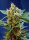 Sweet Seeds Cream Mandarine XL | Auto | 3er