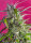Sweet Seeds Crystal Candy | Auto | 3er