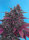 Sweet Seeds Dark Devil | Auto | 3er