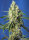 Sweet Seeds Green Poison CBD | Fem | 3er