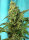 Sweet Seeds Green Poison F1 Fast Version | Fem | 5er