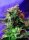 Sweet Seeds Jack 47 F1 Fast Version | Fem | 5er