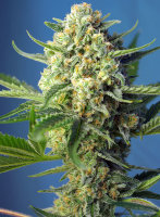 Sweet Seeds S.A.D. Sweet Afgani Delicious | Auto | 3er