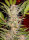 Sweet Seeds S.A.D. Sweet Afgani Delicious F1 Fast Version | Fem | 3er