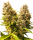 Sensi Banana Kush Cake | Auto | 3er