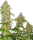 Sensi Banana Kush Cake | Fem | 3er