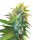 Sensi Double Kush Cake | Fem | 3er